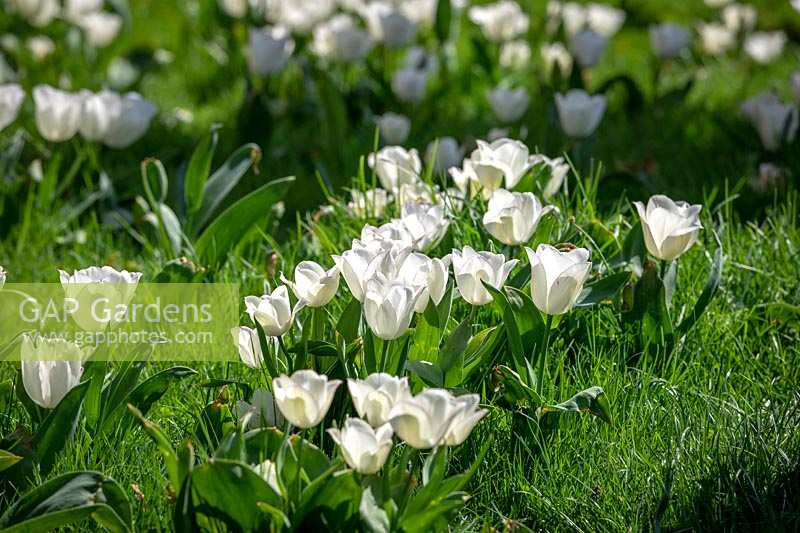 Tulipa 'Diamond Jubilee' growing in long grass