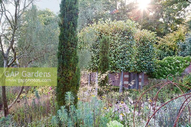 Late summer planting of Euphorbia Achillea, grasses and Yew spires 
Garden: Broughton Grange, Oxfordshire 
Designer:  Tom Stuart-Smith