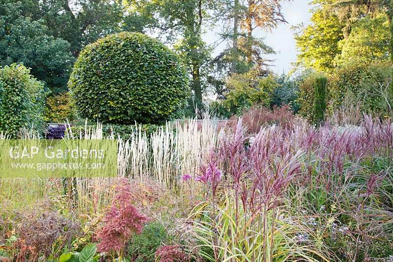 Clipped beech topiary amongst mixed grasses in late summerGarden: Broughton Grange, OxfordshireHead gardener: Andrew Woodall