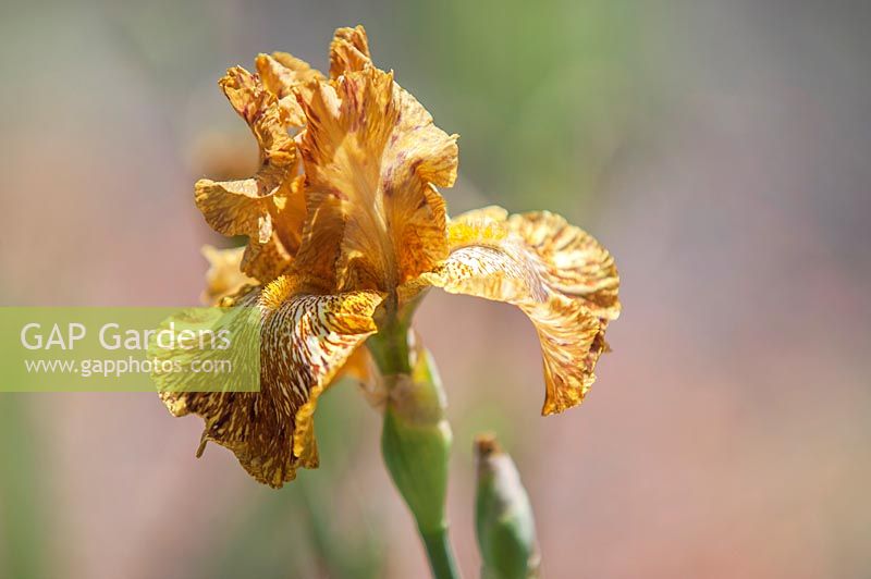 Tall Bearded Iris 'Tiger Honey'