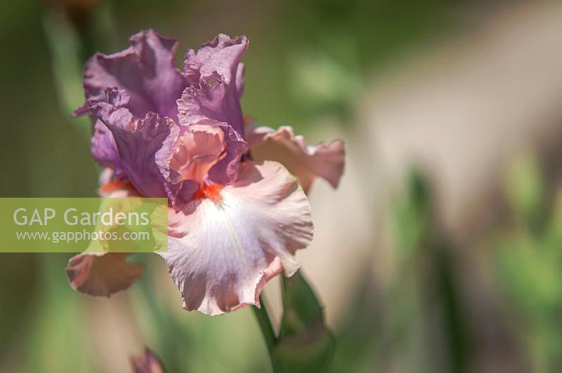 Tall Bearded Iris 'Keeping Up Appearances'
