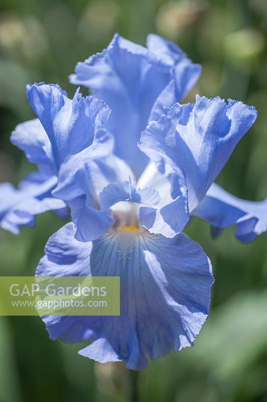 Tall Bearded Iris 'Color Me Blue'