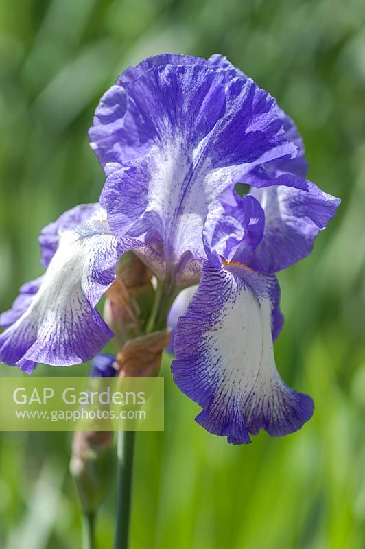 Tall Bearded Iris 'Ink Patterns'