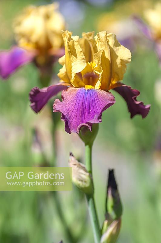 Tall Bearded Iris 'Milestone'