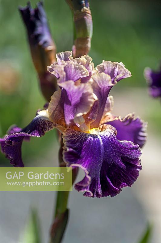 Tall Bearded Iris 'Lip Service'