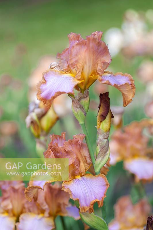 Tall Bearded Iris 'Afternoon Delight'