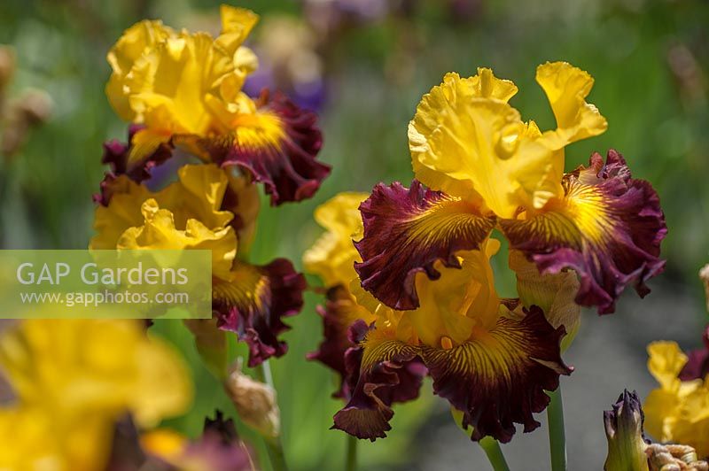 Tall Bearded Iris 'Snapshot'