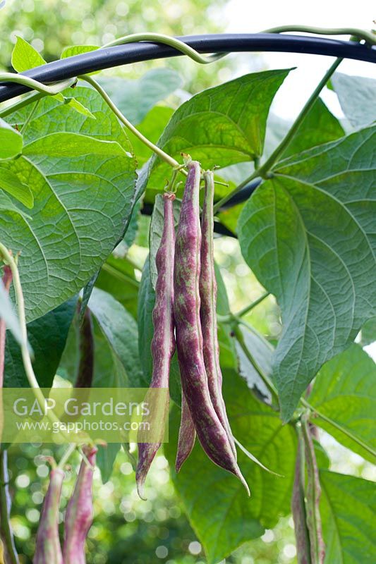 Phaseolus vulgaris - Climbing Beans 'Borlotto lingua di fuoco 2' growing on a metal archway. 