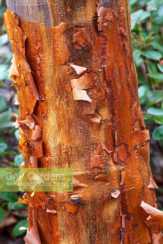 Acer griseum bark - Paperbark Maple