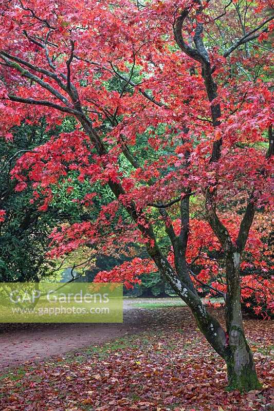 Acer palmatum 'Osakazuki' - Japanese Maple 'Osakazuki'. Westonbirt Arboretum, Gloucestershire, UK.