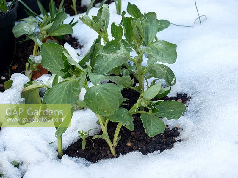 Vicia faba - broad beans - covered in snow in kitchen garden. 