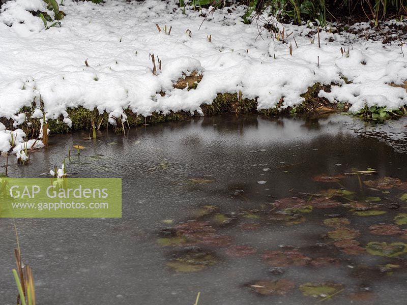 Pond with marginal plants in snow