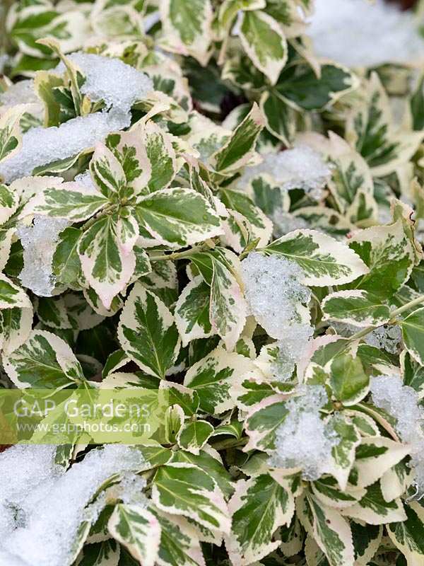 Euonymus fortunei 'Emerald Gaiety' - Spindle 'Emerald Gaiety'