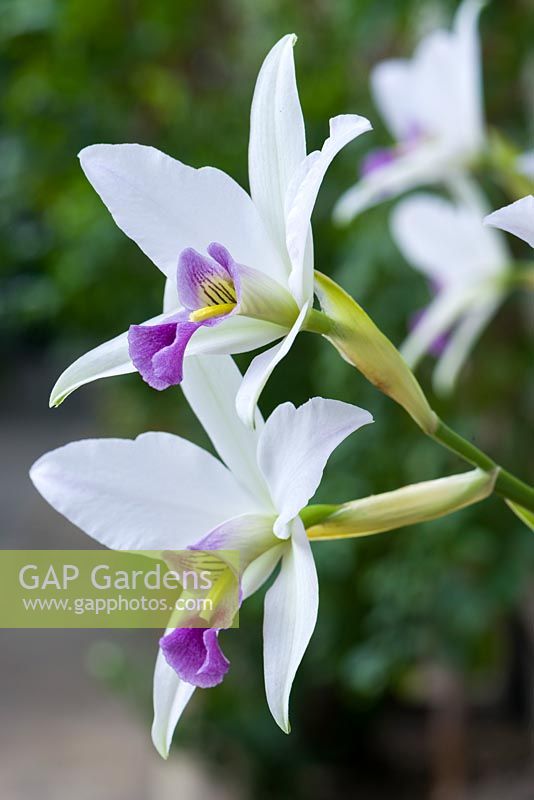 Laelia anceps var. 'Veitchiana' - orchid