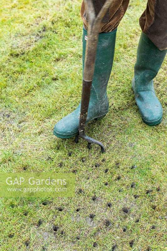 Man using garden fork to aerate lawn after scarifying.