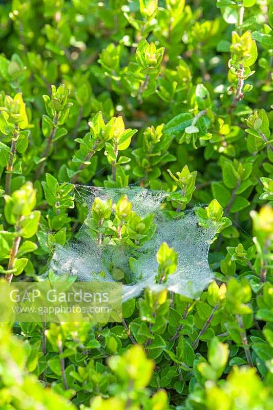 Funnel shaped web of the Labyrinth Spider - Agelena labyrinthica - in evergreens shrub. 