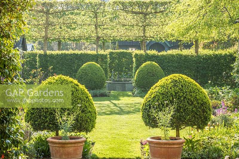 View of formal town garden with Buxus topiary, hawthorn hedges and pleached field maples. 