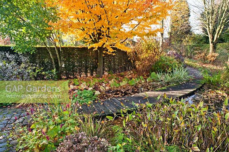 View of wooden decking pathway leading across pond in autumnal garden. 
