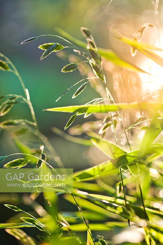 Chasmanthium latifolium - North America wild oats - in morning sun.
