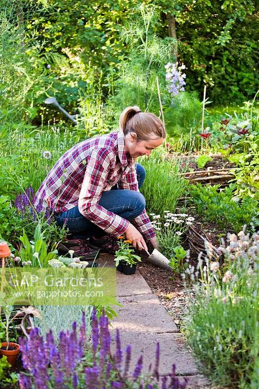 Woman planting marguerite daisy in vegetable garden to attract wildlife.