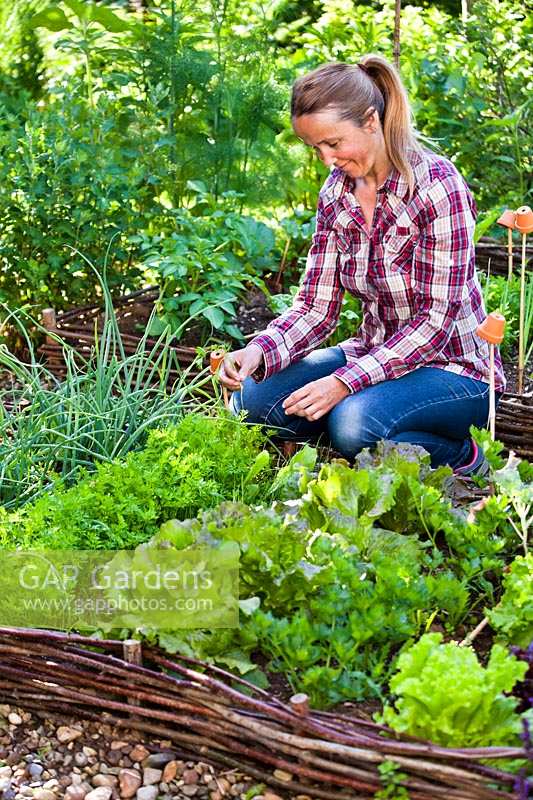 Woman thinning carrot seedlings in raised vegetable bed.