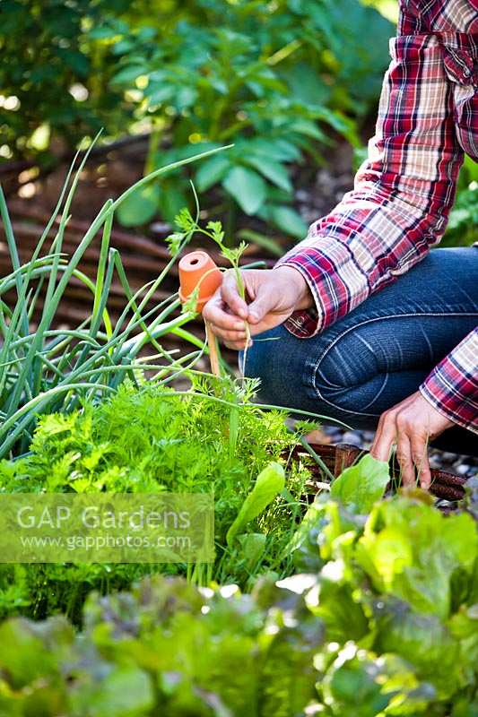 Woman thinning carrot seedlings in raised vegetable bed.
