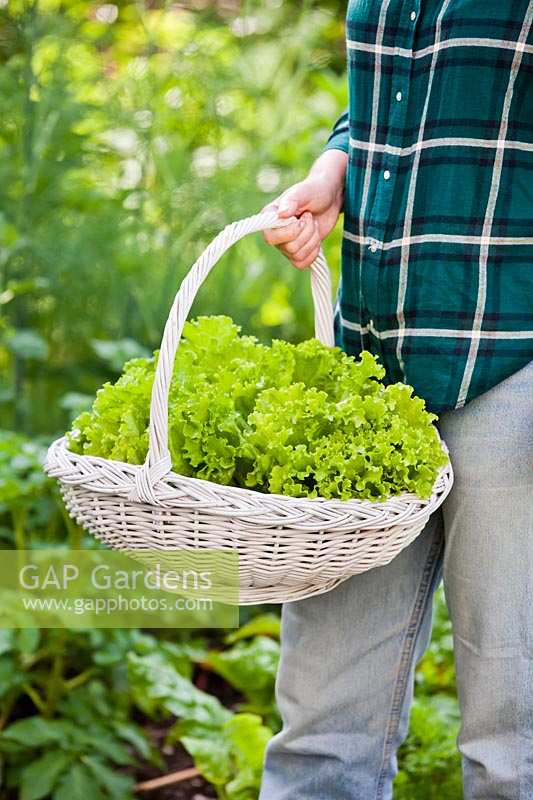 Woman carrying wicker basket of harvested lettuce. 