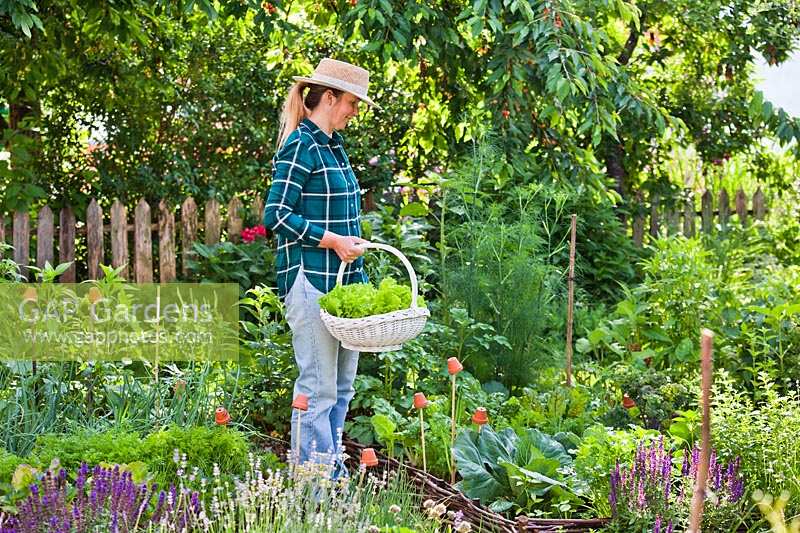 Woman carrying wicker basket of harvested lettuce in vegetable garden.

