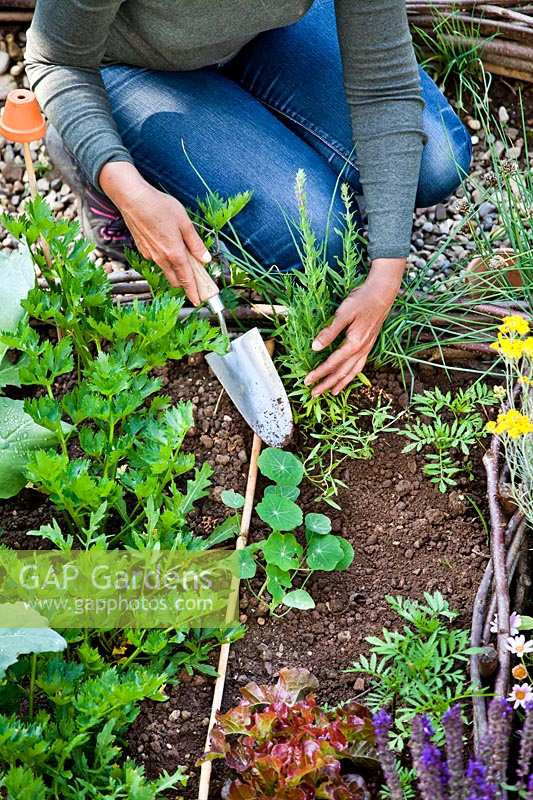 Woman planting herbs in vegetable garden - Hyssopus officinalis - hyssop.
