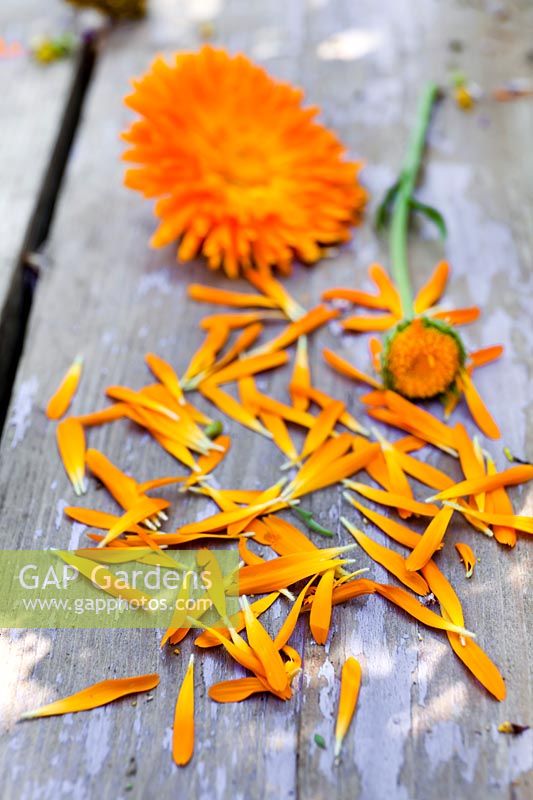 Calendula officinalis - Common Marigold