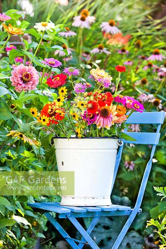 Bucket of summer flowers on chair in colourful cutting garden.

