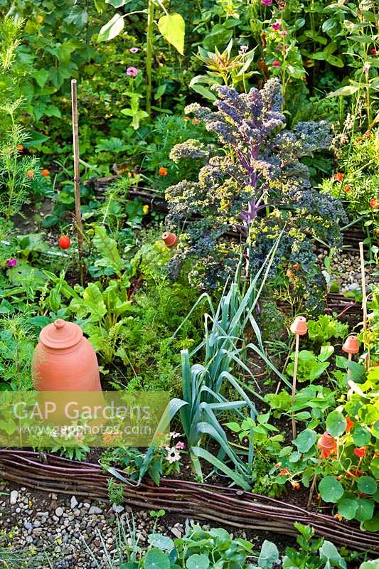 View of vegetable bed with leeks, kale, nasturtium, carrots, swiss chards, zinnias, lettuces.