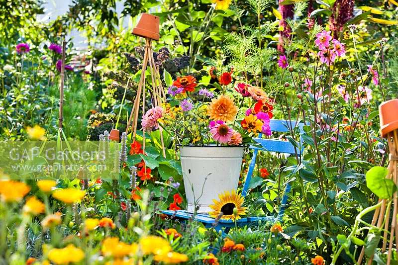 Bucket of summer flowers on chair in colourful cutting garden.