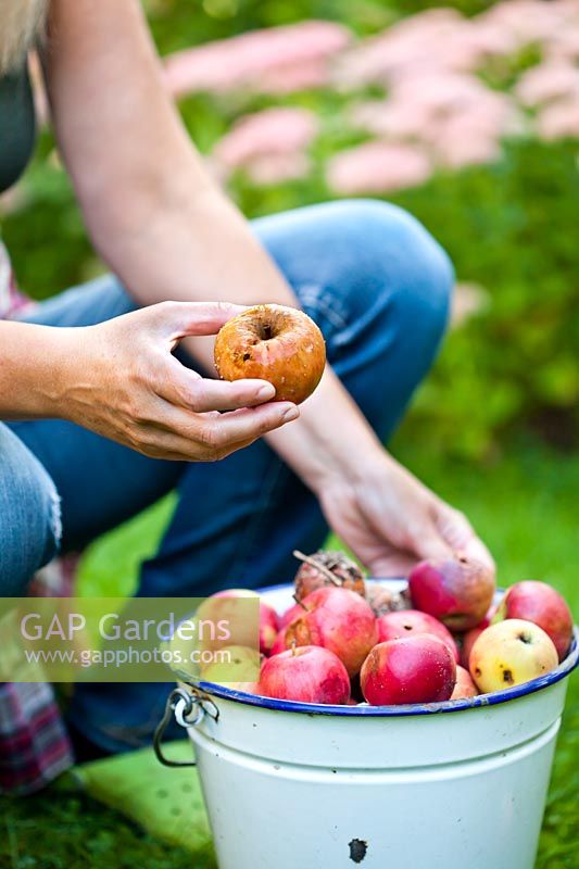 Woman collecting fallen apples from lawn.