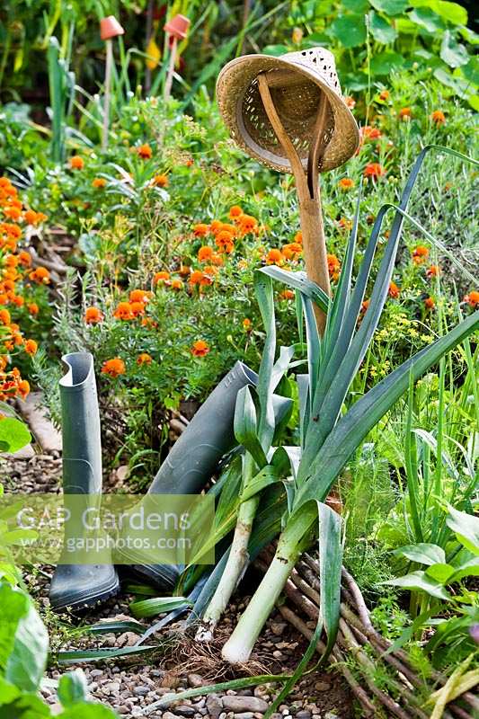 Harvested leeks, sunhat and wellington boots by raised rustic vegetable border.