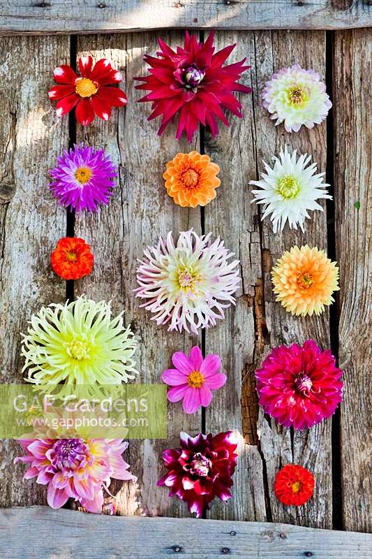 Different types of Dahlia flowers on the table.