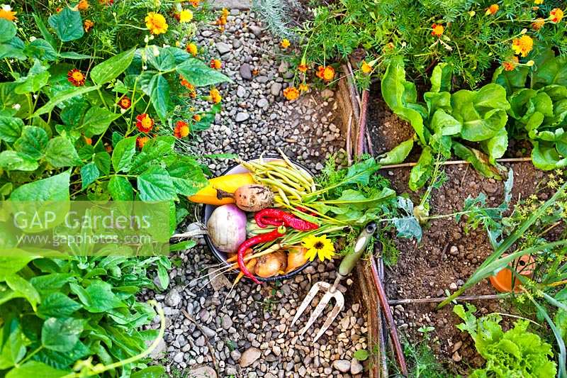 Harvested vegetables in kitchen garden.