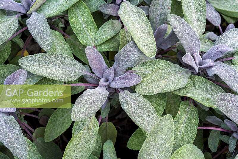 Salvia officinalis 'Purpurascens' - Purple Sage
