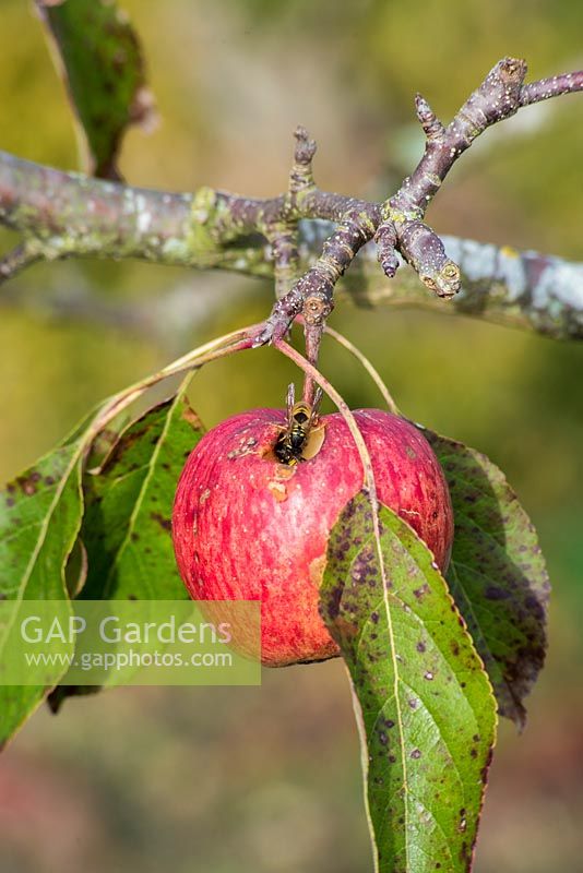 Wasps eating apple on tree. 
