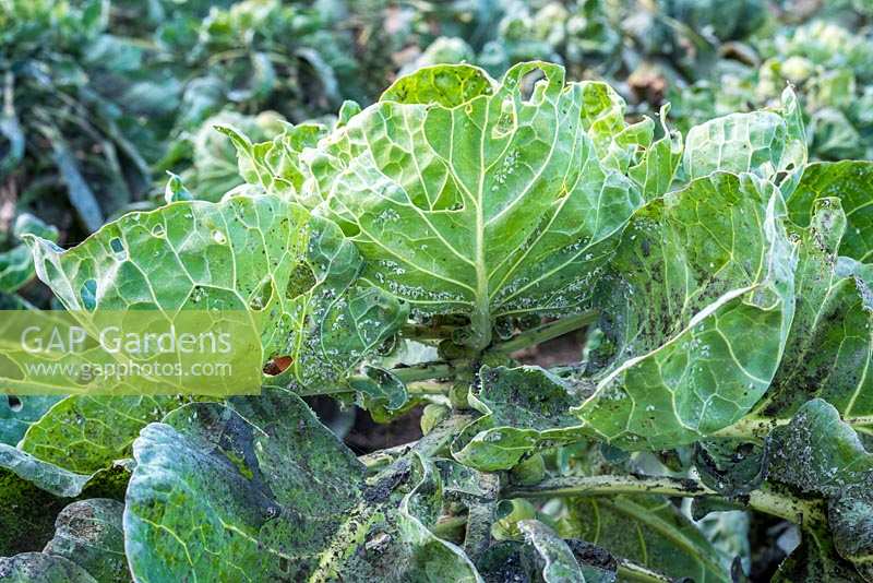 White fly infestation on Brassica - Brussel sprouts. 