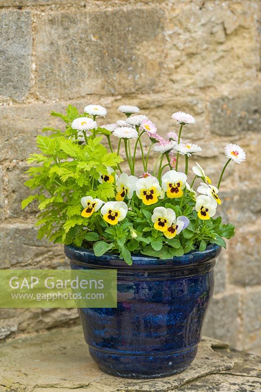 Spring container with Viola, Bellis perennis and golden feverfew.