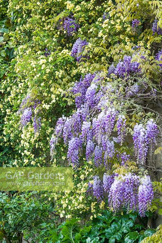 Wisteria sinensis trained on a wall with Rosa banksiae 'Lutea'