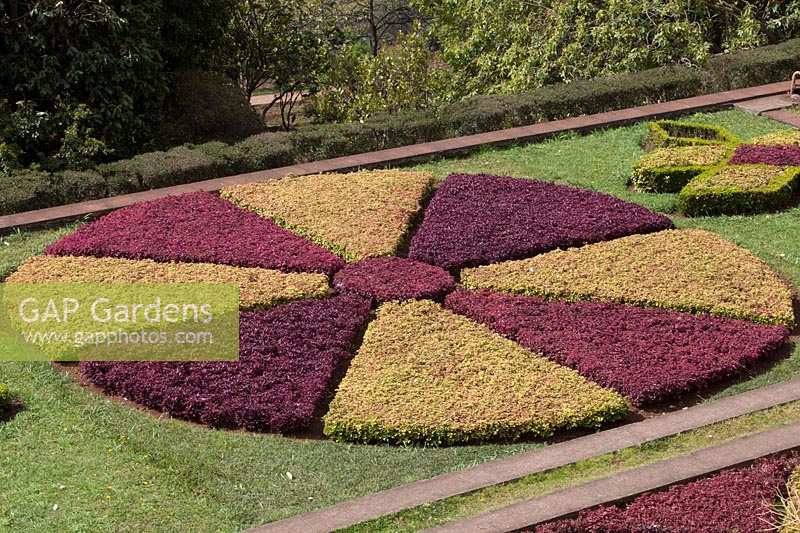 Part of a parterre showing round beds of Iresina herbstii 'Acuminata' - bloodleaf plant and Aurro reticulata 
