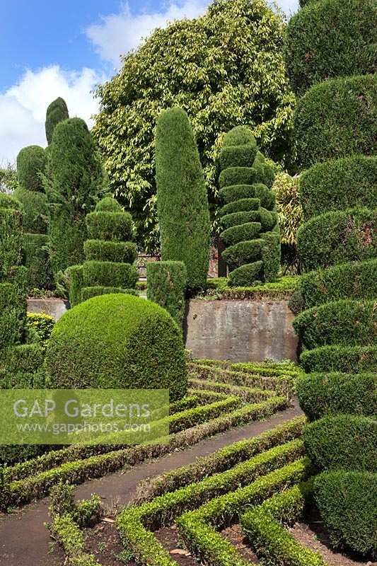 Unusual topiary shapes in the topiary garden, Jardim Botanico, Funchal, Madeira. 
