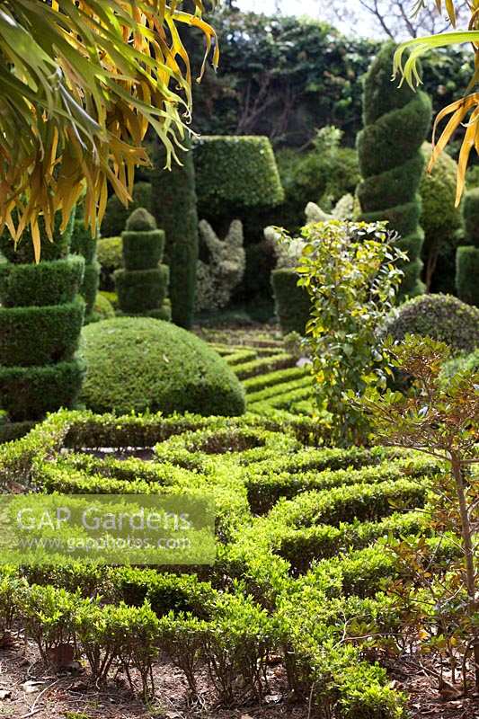 Buxus edging in the shape of a flower and unusual topiary shapes in the topiary garden, Jardim Botanico, Funchal, Madeira. 