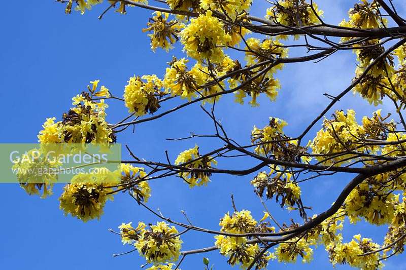 Tabebuia aurea - Caribbean trumpet-tree 