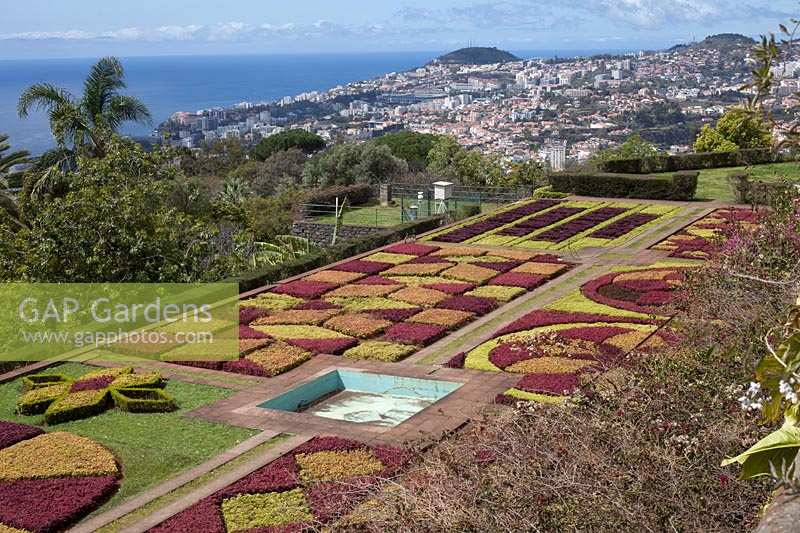 Beds of Iresina herbstii Acuminata and Aurro reticulata at Jardim Botanico Gardens - Botanical Garden, Funchal, Madeira with view over Funchal. 