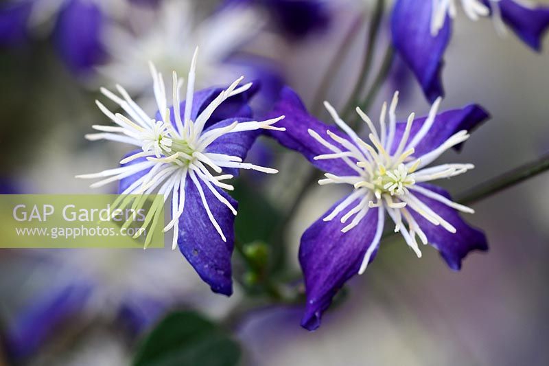 Clematis x aromatica - Scented clematis