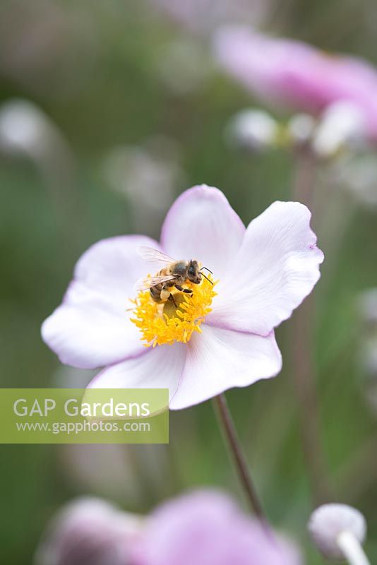 Honey bee on Anemone x hybrida 'Elegans' - Japanese anemone 'Elegans' 