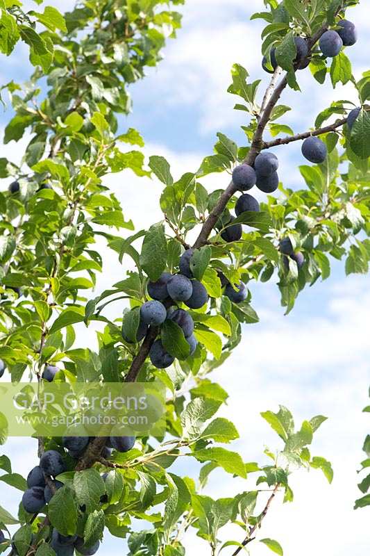 Prunus insititia 'Bradley's King Damson' - King of the Damsons
